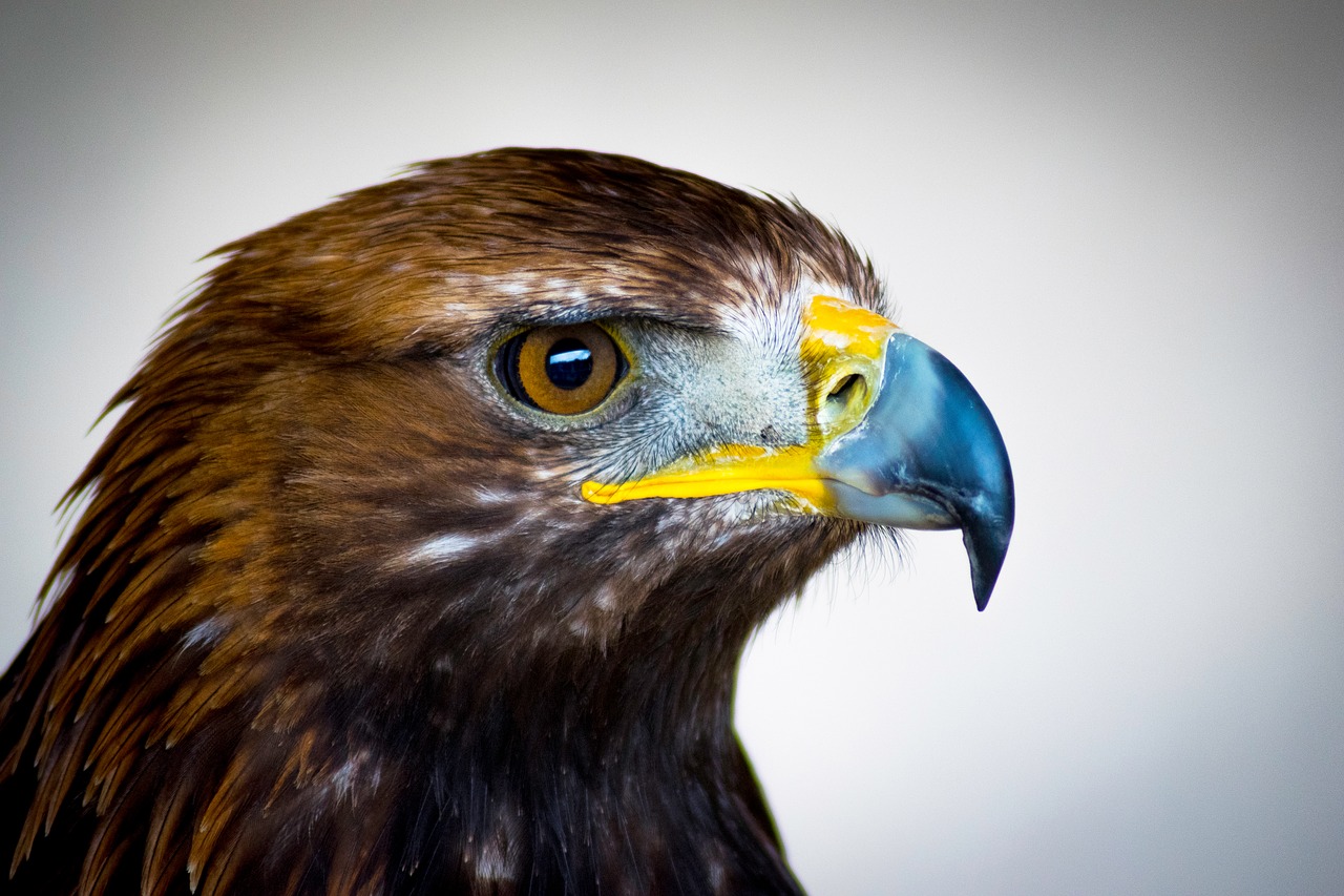 close-up of a golden eagle